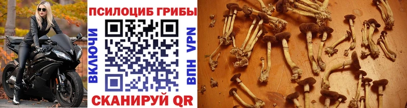 магазин продажи наркотиков  Жигулёвск  mega рабочий сайт  Псилоцибиновые грибы мицелий 